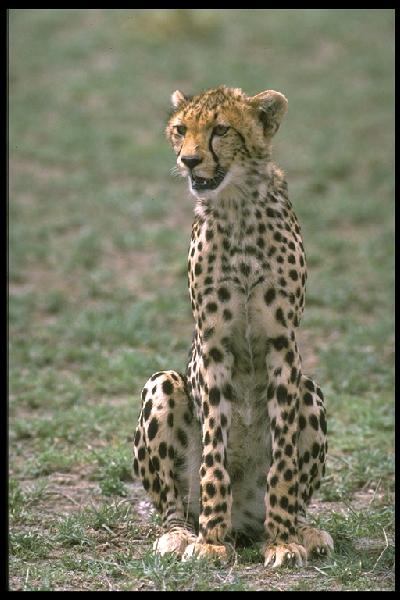 cheetah83