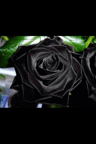 Ten Really Great (Almost) Black Flowers To Plant In Your Garden