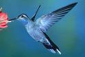 Hummingbird38